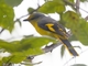 Scarlet Minivet (Pericrocotus speciosus) - Female