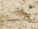 Paddyfield Pipit (Anthus rufulus)