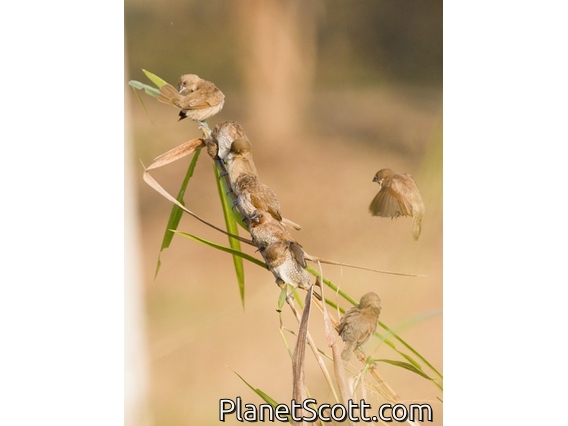 Scaly-breasted Munia (Lonchura punctulata)