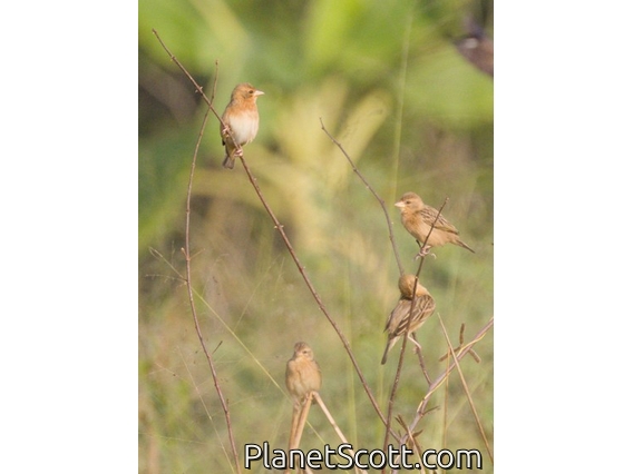 Baya Weaver (Ploceus philippinus)