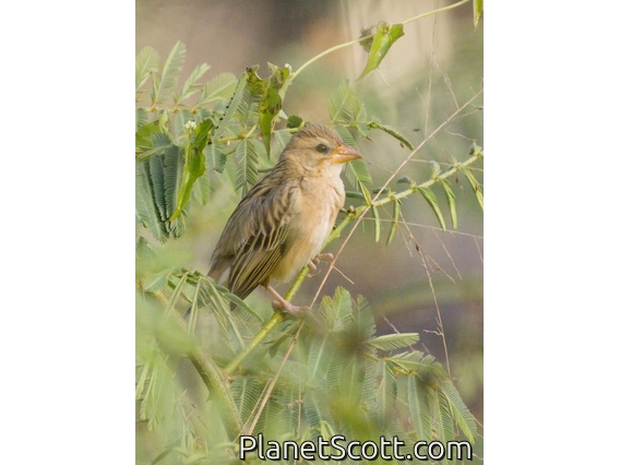 Baya Weaver (Ploceus philippinus)