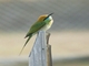 Asian Green Bee-eater (Merops orientalis)