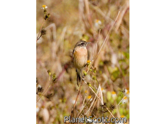 Amur Stonechat (Saxicola stejnegeri)