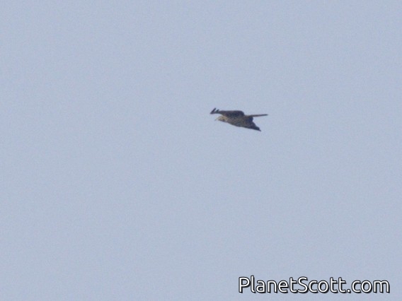 Oriental Honey-buzzard (Pernis ptilorhynchus)