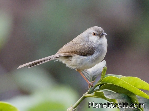 Plain Prinia (Prinia inornata)