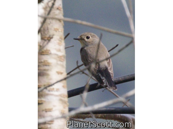 Taiga Flycatcher (Ficedula albicilla)