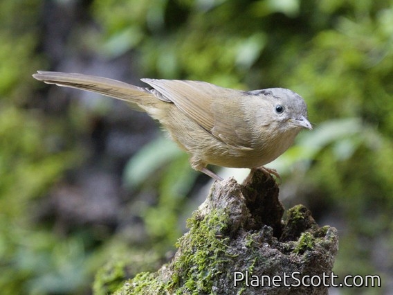 Brown-cheeked Fulvetta (Alcippe poioicephala)