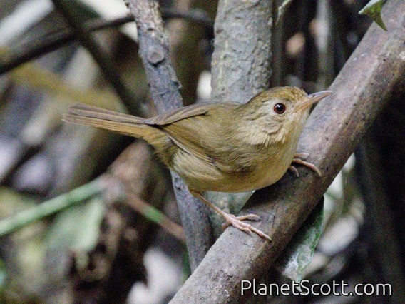Buff-breasted Babbler (Pellorneum tickelli)