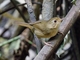 Buff-breasted Babbler (Pellorneum tickelli)