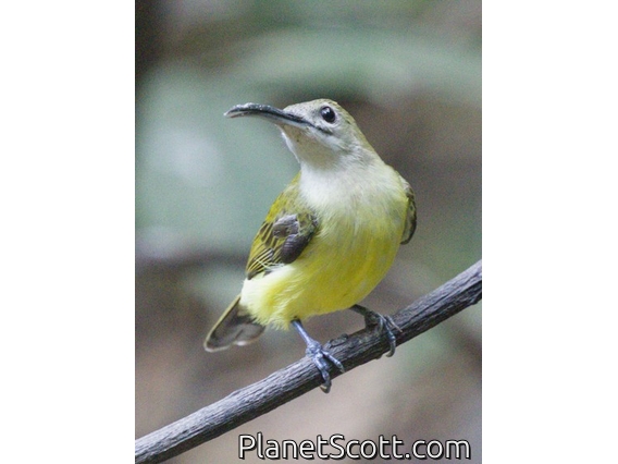 Little Spiderhunter (Arachnothera longirostra)
