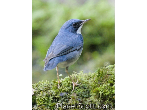 Siberian Blue Robin (Luscinia cyane)