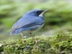 Siberian Blue Robin (Larvivora cyane)
