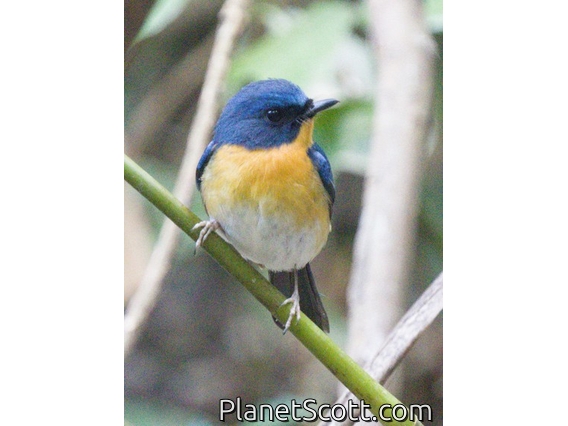 Hill Blue Flycatcher (Cyornis whitei)