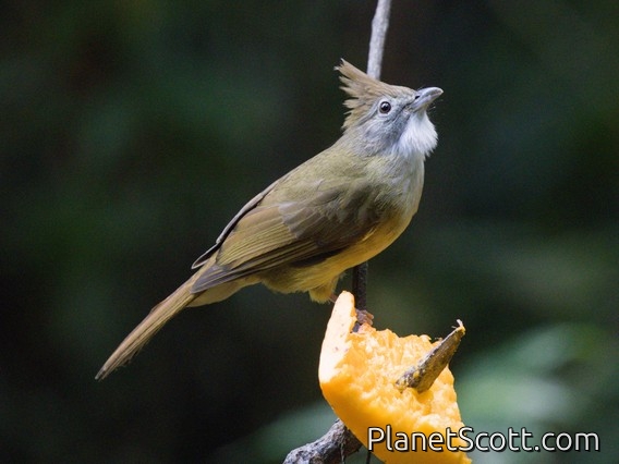 Puff-throated Bulbul (Alophoixus pallidus)