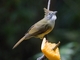 Puff-throated Bulbul (Alophoixus pallidus)