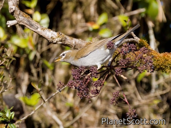 Gray-sided Thrush (Turdus feae)