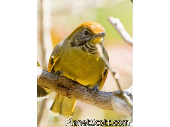 Chestnut-tailed Minla (Actinodura strigula)