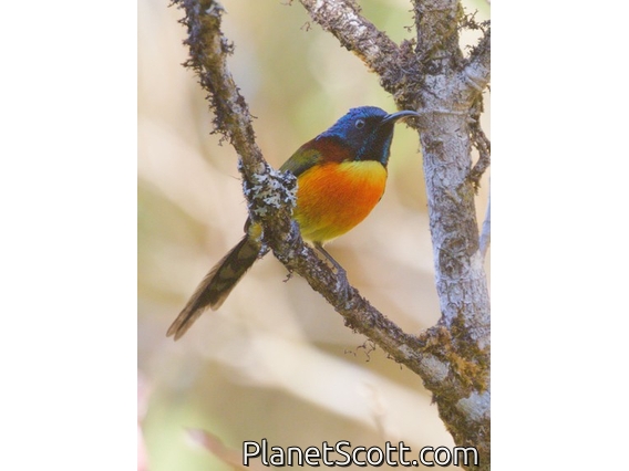 Green-tailed Sunbird (Aethopyga nipalensis)