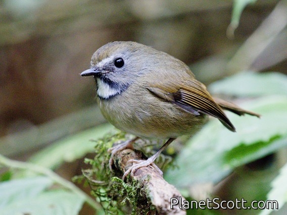 White-gorgeted Flycatcher (Ficedula monileger)