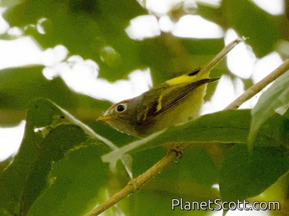 Chestnut-crowned Warbler (Phylloscopus castaniceps)