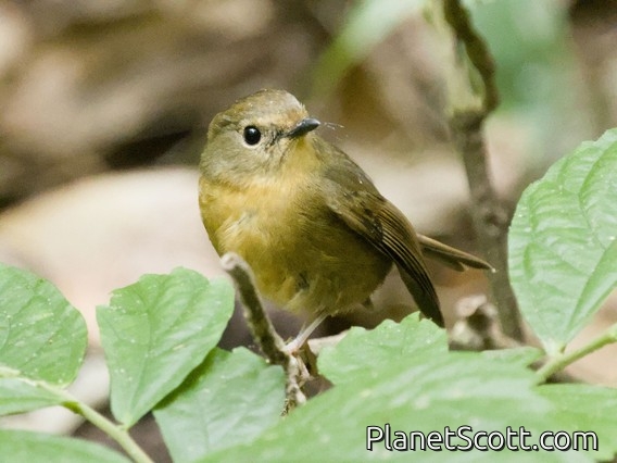Snowy-browed Flycatcher (Ficedula hyperythra) - Female