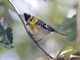 Yellow-cheeked Tit (Machlolophus spilonotus)
