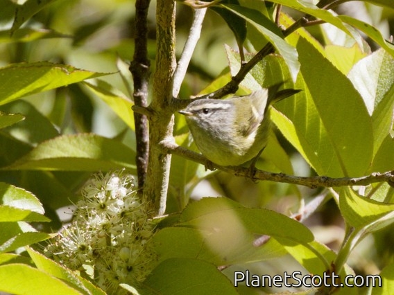 Ashy-throated Warbler (Phylloscopus maculipennis)
