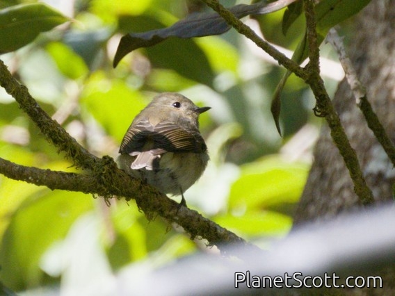 Slaty-backed Flycatcher (Ficedula erithacus)