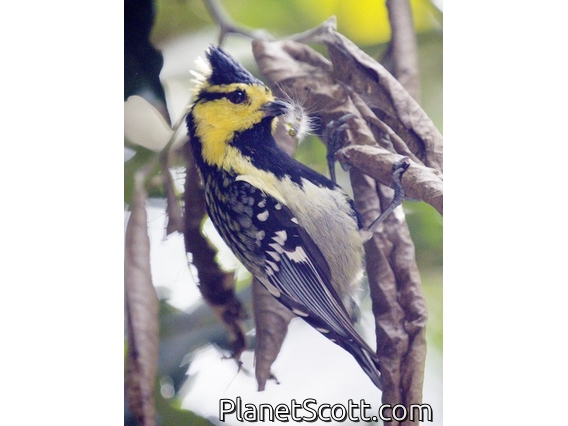 Yellow-cheeked Tit (Machlolophus spilonotus)