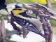 Yellow-cheeked Tit (Machlolophus spilonotus)