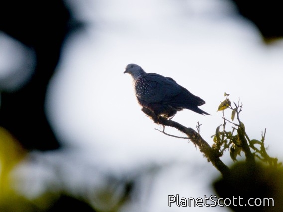 Speckled Wood-Pigeon (Columba hodgsonii)