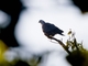 Speckled Wood-Pigeon (Columba hodgsonii)