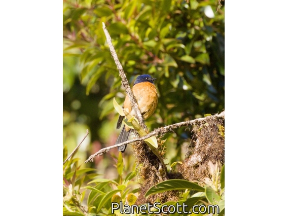 Chinese Vivid Niltava (Niltava oatesi)