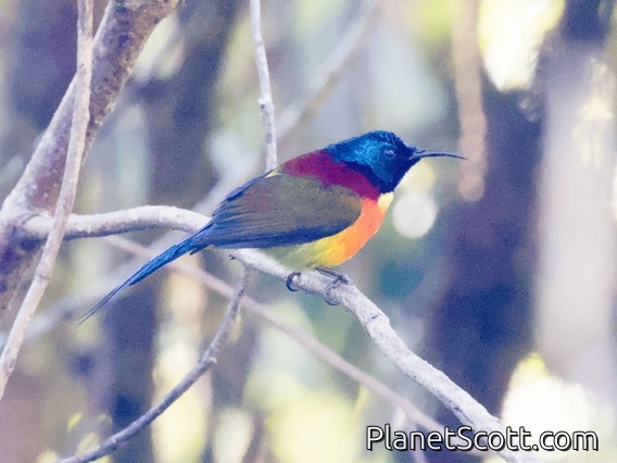 Green-tailed Sunbird (Aethopyga nipalensis)