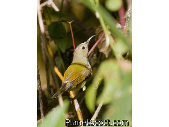 Green-tailed Sunbird (Aethopyga nipalensis) - Female
