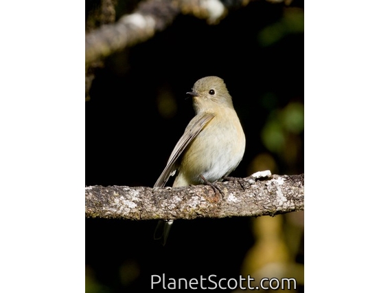 Slaty-blue Flycatcher (Ficedula tricolor) - Female