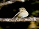 Slaty-blue Flycatcher (Ficedula tricolor) - Female