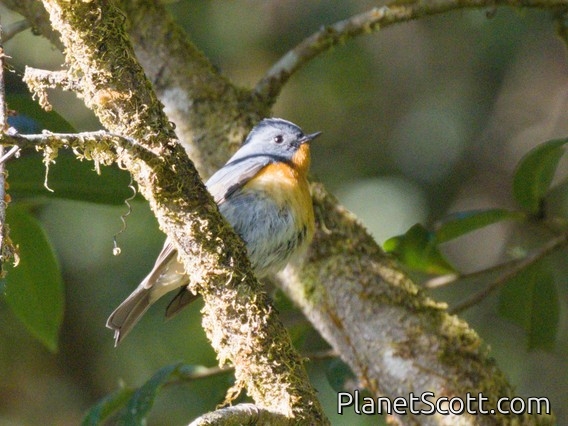 Slaty-blue Flycatcher (Ficedula tricolor) - Male