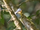 Slaty-blue Flycatcher (Ficedula tricolor) - Male