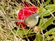 Hill Prinia (Prinia superciliaris)