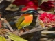 Green-tailed Sunbird (Aethopyga nipalensis)