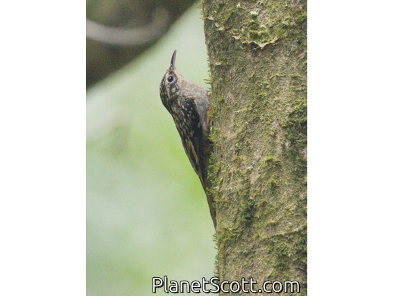 Hume's Treecreeper (Certhia manipurensis)