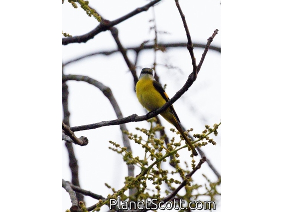 Long-tailed Minivet (Pericrocotus ethologus) - Female