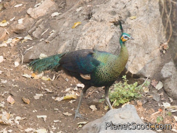 Green Peafowl (Pavo muticus)