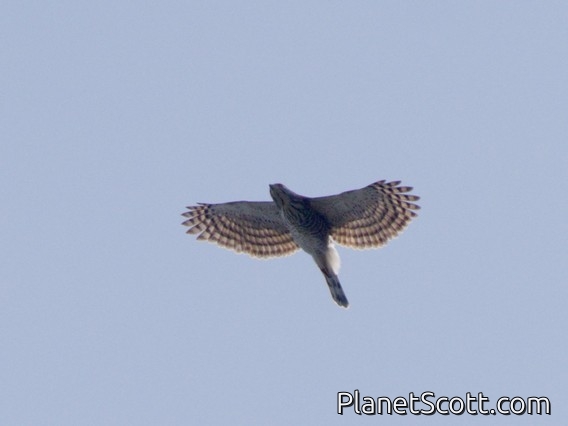 Crested Goshawk (Lophospiza trivirgata)