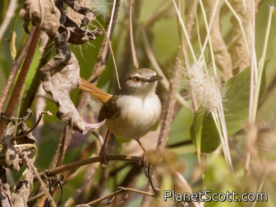 Yellow-bellied Prinia (Prinia flaviventris)
