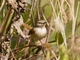 Yellow-bellied Prinia (Prinia flaviventris)