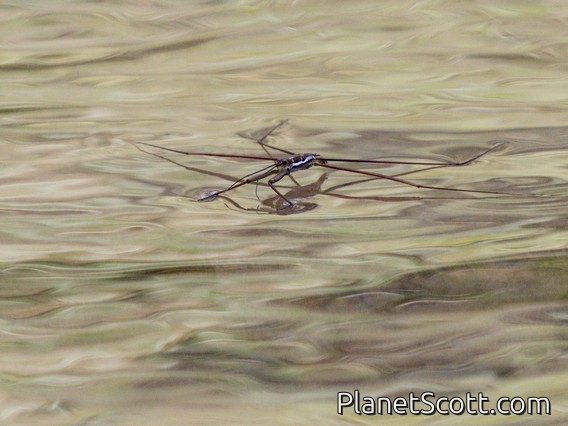 Water Strider (Ptilomera tigrina)