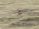 Water Strider (Ptilomera tigrina)
