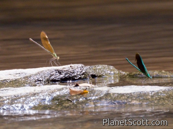 Green Metalwing (Neurobasis chinensis)